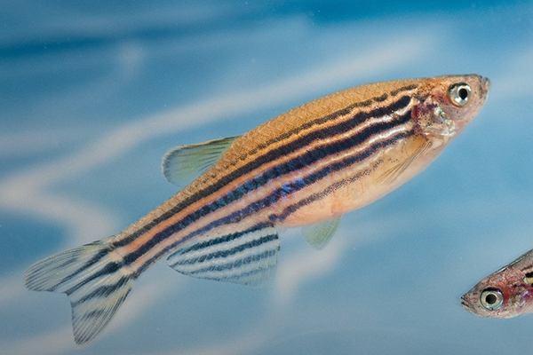 Zebrafish for Sale near me