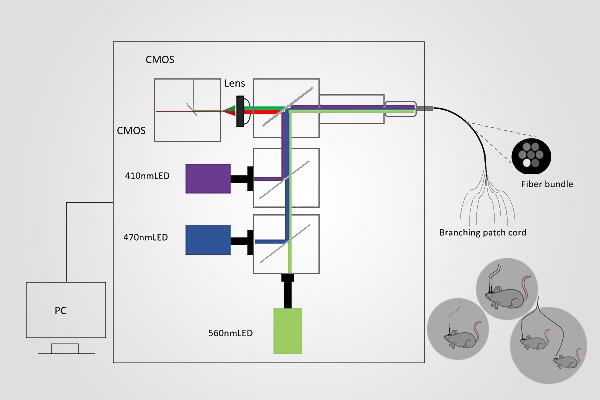 Multi Color Fiber Photometry System in India