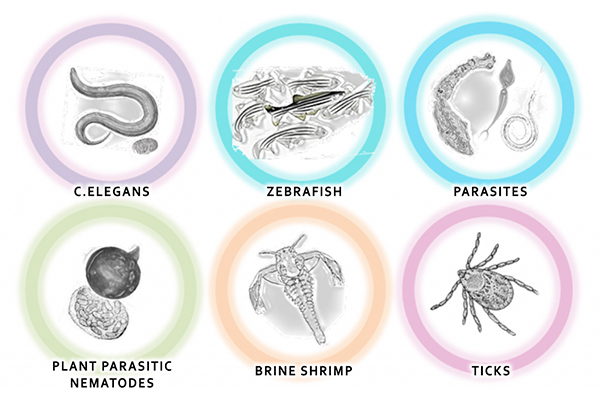 C.elegans Activity Assay