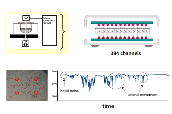 Zebrafish Behavior Track